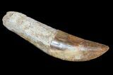 Rooted Carcharodontosaurus Tooth #71086-1